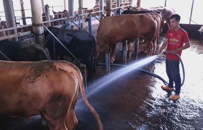 Khuyến nông Hướng dẫn quy trình chăn nuôi theo hướng hữu cơ (19-07-2022)